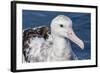 Wandering Albatross, Diomedea Exulans, in Calm Seas Off Kaikoura, South Island, New Zealand-Michael Nolan-Framed Photographic Print