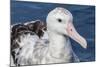 Wandering Albatross, Diomedea Exulans, in Calm Seas Off Kaikoura, South Island, New Zealand-Michael Nolan-Mounted Photographic Print