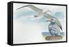 Wandering Albatross Diomedea Exulans with Chick-null-Framed Stretched Canvas