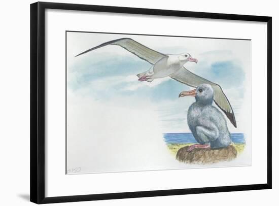 Wandering Albatross Diomedea Exulans with Chick-null-Framed Giclee Print