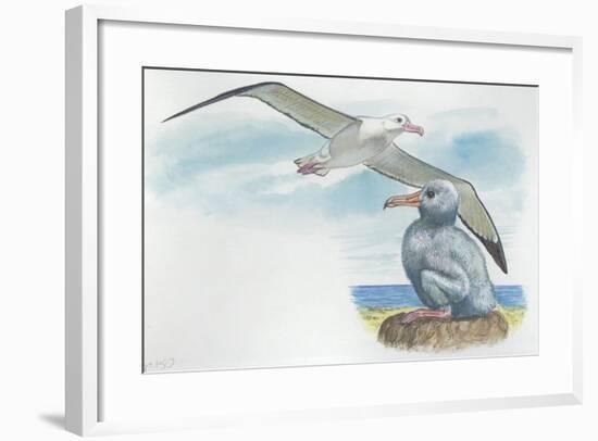 Wandering Albatross Diomedea Exulans with Chick-null-Framed Giclee Print