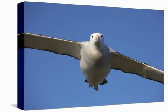 Wandering Albatross in Flight at South Georgia Island-Paul Souders-Stretched Canvas