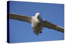 Wandering Albatross in Flight at South Georgia Island-Paul Souders-Stretched Canvas