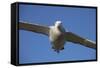 Wandering Albatross in Flight at South Georgia Island-Paul Souders-Framed Stretched Canvas