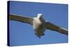 Wandering Albatross in Flight at South Georgia Island-Paul Souders-Stretched Canvas