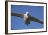 Wandering Albatross in Flight at South Georgia Island-Paul Souders-Framed Photographic Print