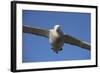 Wandering Albatross in Flight at South Georgia Island-Paul Souders-Framed Photographic Print