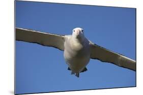 Wandering Albatross in Flight at South Georgia Island-Paul Souders-Mounted Photographic Print