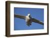 Wandering Albatross in Flight at South Georgia Island-Paul Souders-Framed Photographic Print