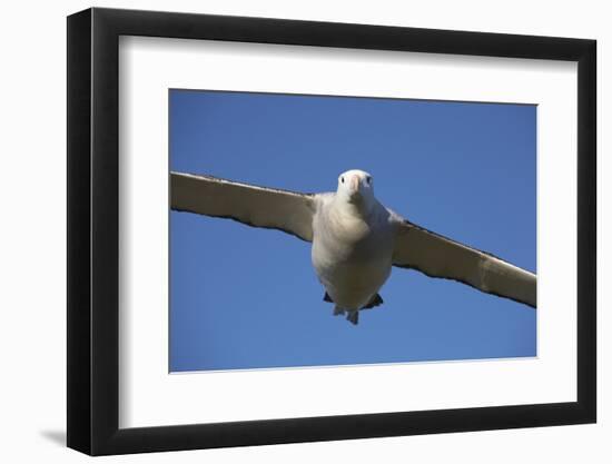 Wandering Albatross in Flight at South Georgia Island-Paul Souders-Framed Photographic Print