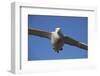 Wandering Albatross in Flight at South Georgia Island-Paul Souders-Framed Photographic Print