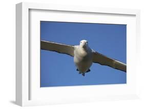 Wandering Albatross in Flight at South Georgia Island-Paul Souders-Framed Photographic Print
