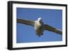 Wandering Albatross in Flight at South Georgia Island-Paul Souders-Framed Photographic Print