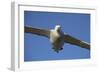 Wandering Albatross in Flight at South Georgia Island-Paul Souders-Framed Photographic Print