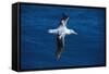 Wandering Albatross in Flight-null-Framed Stretched Canvas