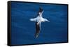 Wandering Albatross in Flight-null-Framed Stretched Canvas