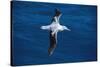 Wandering Albatross in Flight-null-Stretched Canvas