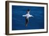 Wandering Albatross in Flight-null-Framed Photographic Print