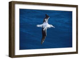 Wandering Albatross in Flight-null-Framed Photographic Print