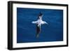 Wandering Albatross in Flight-null-Framed Photographic Print