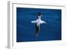 Wandering Albatross in Flight-null-Framed Photographic Print