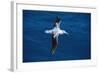 Wandering Albatross in Flight-null-Framed Photographic Print