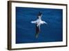 Wandering Albatross in Flight-null-Framed Photographic Print