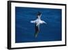 Wandering Albatross in Flight-null-Framed Photographic Print