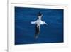 Wandering Albatross in Flight-null-Framed Photographic Print