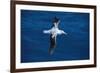 Wandering Albatross in Flight-null-Framed Photographic Print