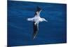 Wandering Albatross in Flight-null-Mounted Photographic Print