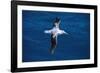 Wandering Albatross in Flight-null-Framed Photographic Print