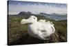 Wandering Albatross in Nest-null-Stretched Canvas