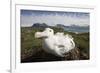 Wandering Albatross in Nest-null-Framed Photographic Print