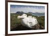 Wandering Albatross in Nest-null-Framed Photographic Print