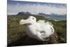 Wandering Albatross in Nest-null-Mounted Photographic Print