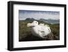 Wandering Albatross in Nest-null-Framed Photographic Print