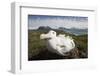 Wandering Albatross in Nest-null-Framed Photographic Print