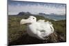 Wandering Albatross in Nest-null-Mounted Photographic Print