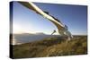 Wandering Albatross on South Georgia Island-Paul Souders-Stretched Canvas