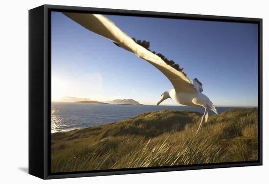 Wandering Albatross on South Georgia Island-Paul Souders-Framed Stretched Canvas