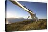 Wandering Albatross on South Georgia Island-Paul Souders-Stretched Canvas