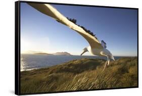 Wandering Albatross on South Georgia Island-Paul Souders-Framed Stretched Canvas