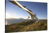 Wandering Albatross on South Georgia Island-Paul Souders-Stretched Canvas