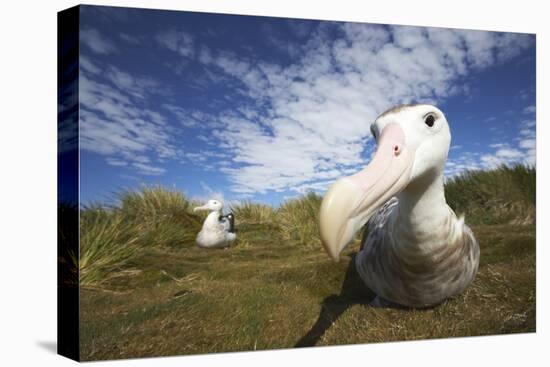 Wandering Albatross on South Georgia Island-null-Stretched Canvas