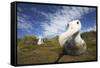 Wandering Albatross on South Georgia Island-null-Framed Stretched Canvas