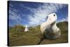 Wandering Albatross on South Georgia Island-null-Stretched Canvas