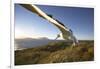 Wandering Albatross on South Georgia Island-Paul Souders-Framed Photographic Print