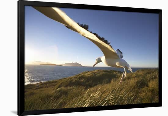 Wandering Albatross on South Georgia Island-Paul Souders-Framed Photographic Print