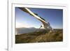 Wandering Albatross on South Georgia Island-Paul Souders-Framed Photographic Print